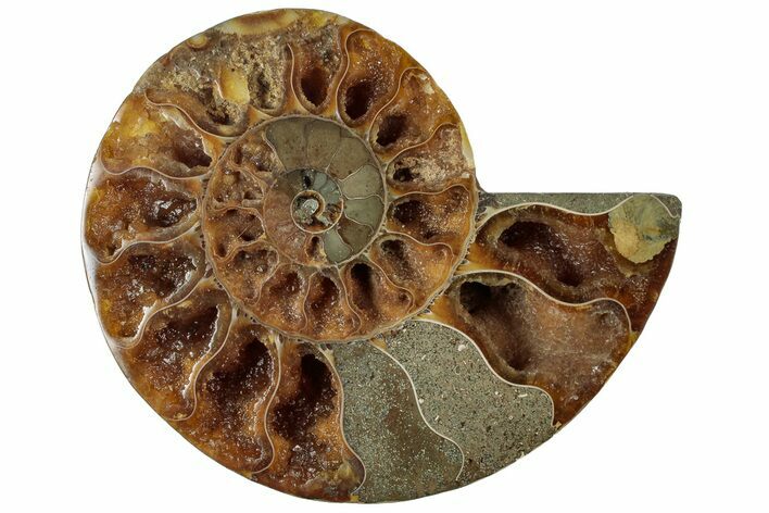 Cut & Polished Ammonite Fossil (Half) - Crystal Pockets #310668